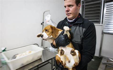 Incredible Photos Of Brazilian Activists Liberating Beagles From