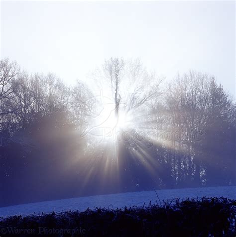 Mist And Sunbeams On A Frosty Morning Photo Wp01788