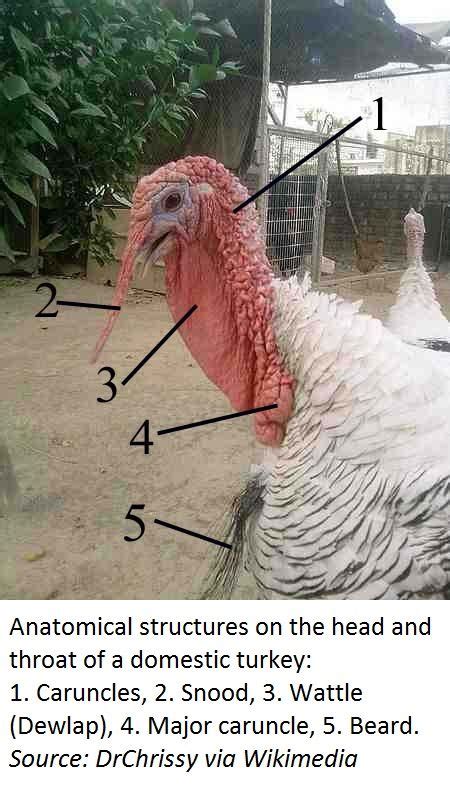 Bedtime Math | Turkey pics, Female turkey, Turkey