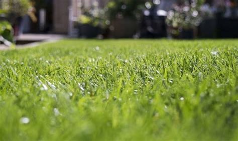 How short to cut your grass before winter, contact us, other lawn care tips. Best time to cut grass: Can you cut wet grass? | Express.co.uk