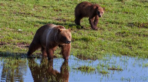 National Geographic Highlights Wildlife In Wyoming Jackson Hole