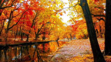 Autumn Trees Wallpapers Wallpaper Cave