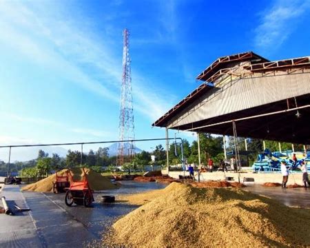 Even though imported java coffee to the united states and canada is mostly arabica, robusta production still encompasses 90% of the java. Java Estate Jampit AWP-1X | | Royal Coffee