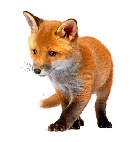 Little Fox On A Transparent Background By Zoostock On Deviantart