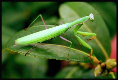 Afbarthropodes Licensed For Non Commercial Use Only Mantodea