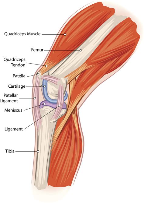 Knee Tendon Diagram Anatomy Of The Knee Tendons Anatomy Drawing
