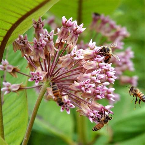 Incarnata (swamp or pink) and a. Common Milkweed Seeds | Milkweed plant, Bee friendly ...