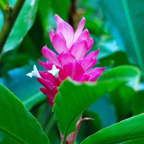 Use them in commercial designs under lifetime, perpetual & worldwide rights. Buy Alpinia Purpurata - Pink Ginger Plant, Red Ginger ...