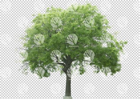 Gobotree Cut Out Of Medium Tree During Summer