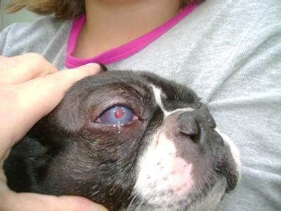 Why are boxer puppies eyes red? Care and Treatment of a Dog Eye Ulcer