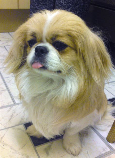 Lucky The Japeke 11 Month Old Pekingnesejapanese Chin Mix Flickr