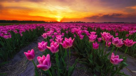 Tulip Field At Sunset Hd Wallpaper Background Image 1920x1080 Id