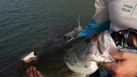 Check spelling or type a new query. Cyprus Bass fishing at Kalavasos - 2480gr 54cm - YouTube