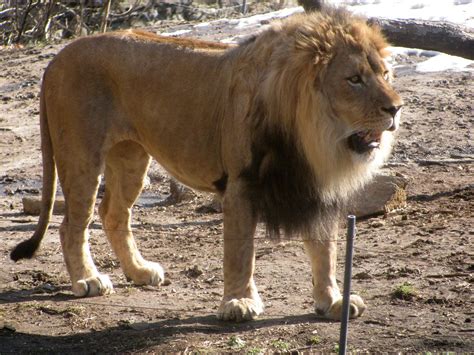 Daddy Lion Mwasi The Bronx Zoos Adult Male Lion Eden Janine