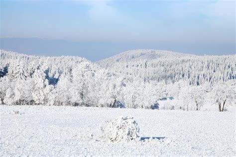 Winter Panorama Stock Image Image Of Fresh Evergreen 39089785