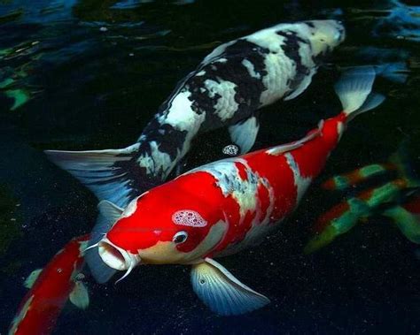 Gambar Ikan: Koi