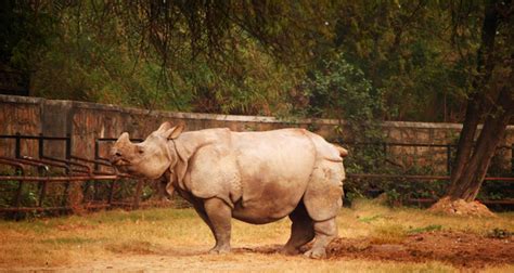 National Zoological Park Delhi Timings Entry Fee Safari Images