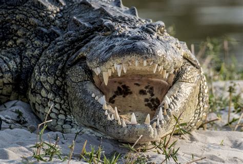 Giant Crocodile Said To Have Eaten 300 People They Never Kill For Fun
