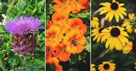 They attract bees and other pollinators to your garden. 28 Delightful Flowers That Attract Bees to Your Garden