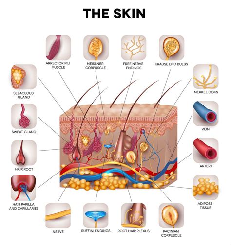 Skin Structure Diagram Labeled