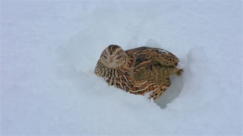 Quail Playing In Snow Youtube