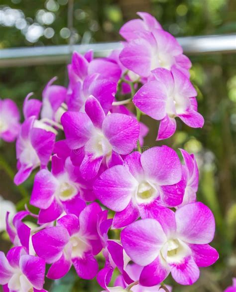 White Dendrobium Orchid Stock Photo Image Of Blossom 109108792
