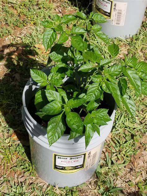 Pin By Mike Foley On Hot Peppers In 5 Gallon Buckets Growing Hot