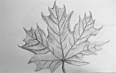Leaf Pencil Sketch At Explore