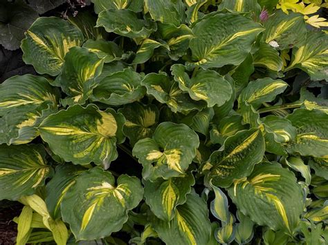 Hosta Lakeside Paisley Print Campbells Nursery