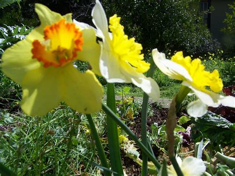Check spelling or type a new query. Daffodils have bloomed. | Daffodils, Plants, Garden