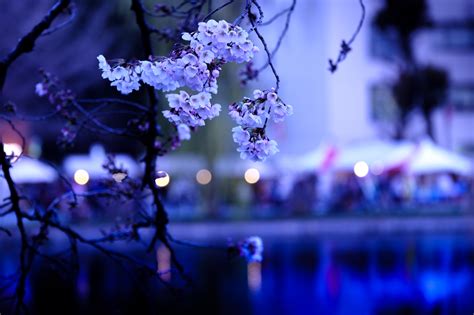 Free Images Branch Light Plant Flower Blue Cherry Blossom Sakura Spring Flowers K