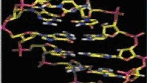 Deoxyribonucleic acid, or dna, is a polymer of nucleotides linked together by specific bonds known as phosphodiester bridges. What Are the Four Nitrogenous Bases of DNA? | Sciencing