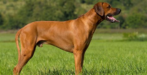 Rhodesian Ridgeback Dog Breed Information Breed Advisor
