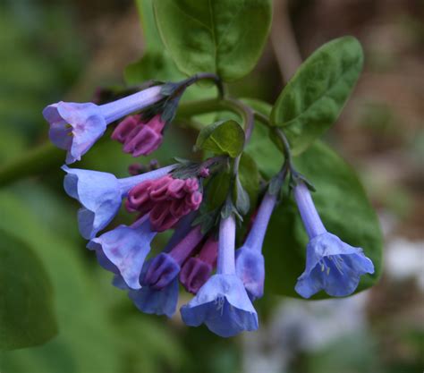 Virginia Bluebells April 2019 Wildflower Of The Month John Clayton