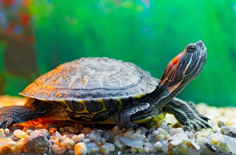 Turtle Species Pets Ar