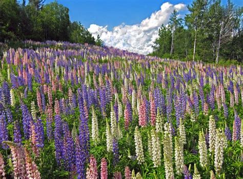 Lupines Like This Grow Wild In Minnesota Along Lake Superiors North