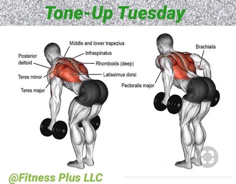 Tone Up Tuesday Fitness Plus Muscle Of The Week Is The Latissimus