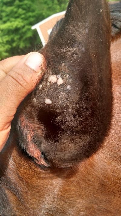 Aural Plaques In Horses Pro Equine Grooms