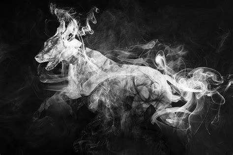 Animal Abstract Smoke Free Photo On Pixabay
