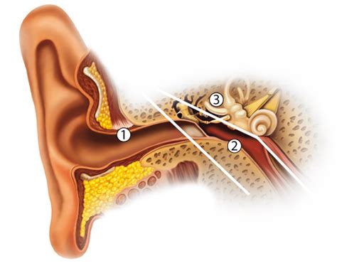 A-cerumen - Anatomy