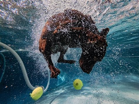 Underwater Dog Photography With The Gopro