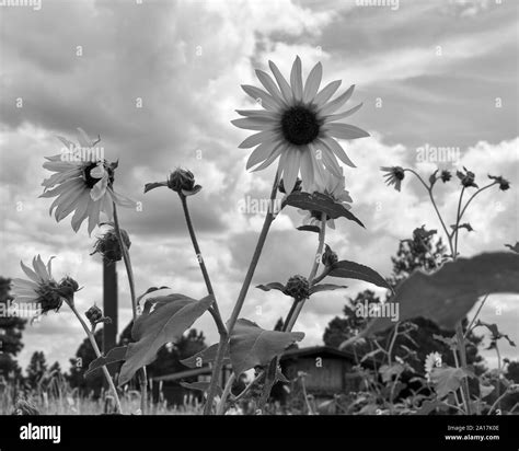 Black And White Sunflowers Stock Photo Alamy