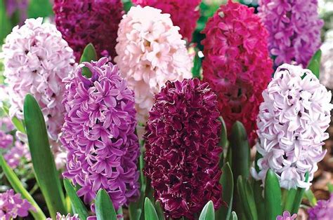 Top 10 Spring Flowering Bulbs Thompson And Morgan Spring Flowering