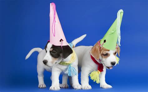 Hats Dogs Puppie Puppy Birthday Wallpapers Hd Desktop And Mobile