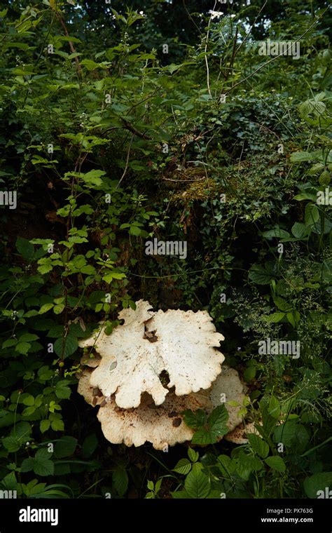 White Bracket Fungi On Tree Stump And Greenery Croydon England