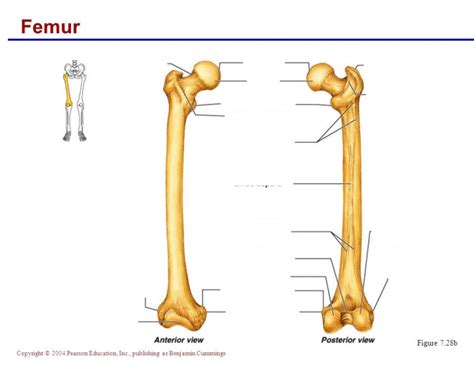 femur bone markings