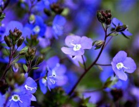 Gardening in georgia means choosing plants that grow well in hardiness zones 6 through 8. Buy Veronica umbrosa 'Georgia Blue': Delivery by ...