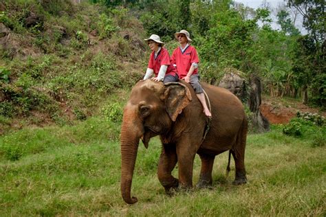 5 Elephant Sanctuaries To Visit In Chiang Mai