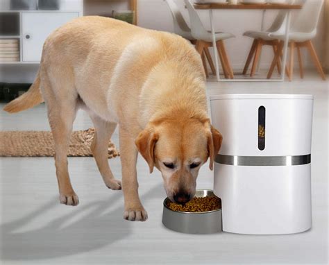 Top 10 Best Automatic Dog and Cat feeders in 2021 Reviews