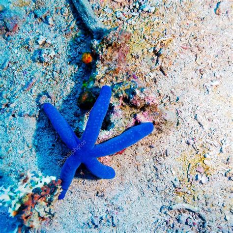 Blue Starfish On Sandy Bottom Of Reef Stock Image Affiliate Sandy